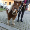 Návštěva mini poni